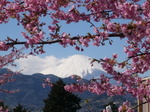 河津桜と富士山