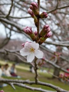 桜の花